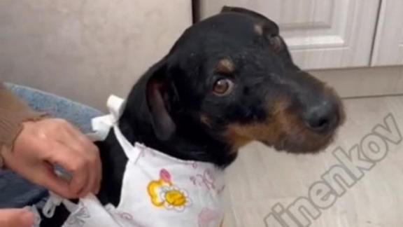 Собаку мэра Невинномысска прооперировали после боя с кабаном