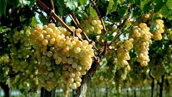 У ставропольских аграриев появился шанс нарастить производство винограда