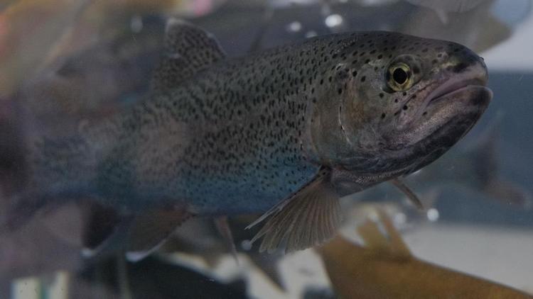 Причины гибели рыбы на Новомарьевском лимане установят через неделю