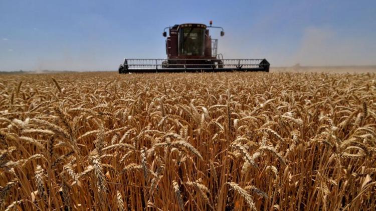 Более 5 миллионов тонн зерновых уже собрано на Ставрополье
