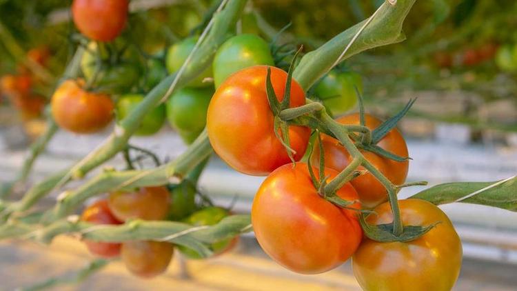 На Ставрополье в новом сезоне будут освоены новые сорта тепличных томатов