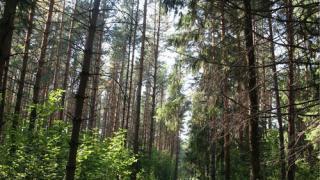 Осенью в Ставрополе появятся более 40 тысяч новых деревьев