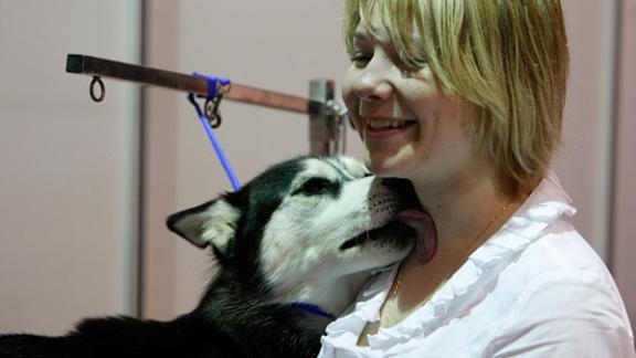 На Международной выставке собак «Северный Кавказ – 2012» 500 питомцев искали собачье счастье