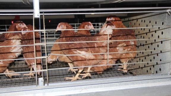 В исправительной колонии № 4 на Ставрополье увеличен объем производства мяса птицы