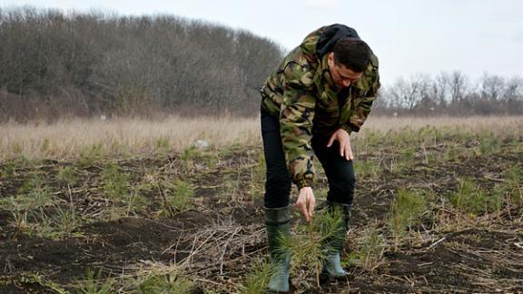 В окрестностях Ставрополя высадят более 38 тысяч молодых деревьев