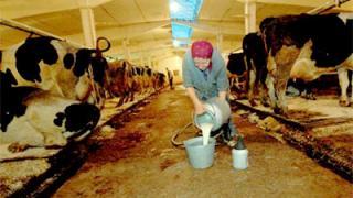 Депутаты Ставрополья обеспокоены массовым вывозом молока за пределы края