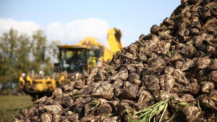 Аграрии Ставрополья полным ходом ведут уборку сахарной свеклы