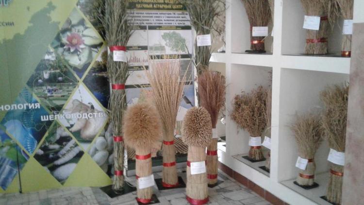 Сорта зерновых ставропольской селекции пользуются спросом за рубежом