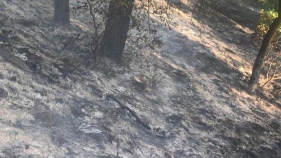 Пожар потушили рядом с Туристической тропой нацпарка Кисловодский
