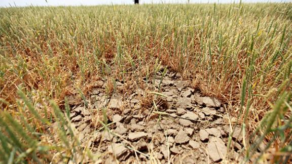 Ущерб аграриев из-за засухи в 2012 году оценивается в 37 миллиардов рублей