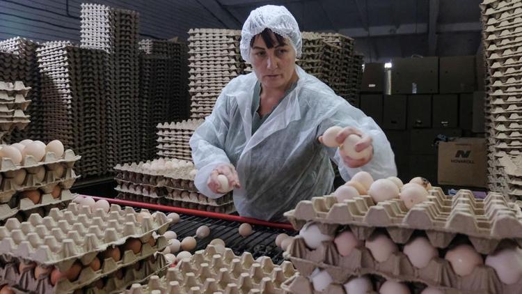 На Ставрополье возбуждено дело в отношении производителей куриных яиц