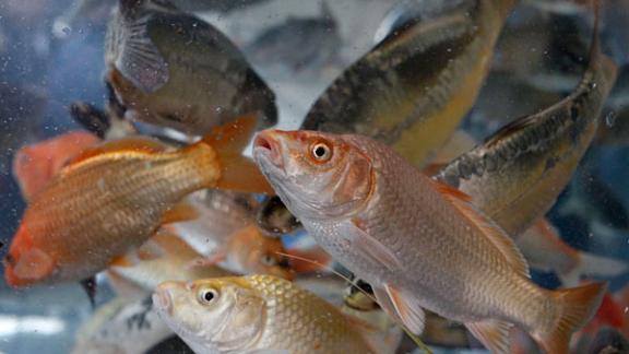 Ставропольским рыбоводам компенсируют часть затрат