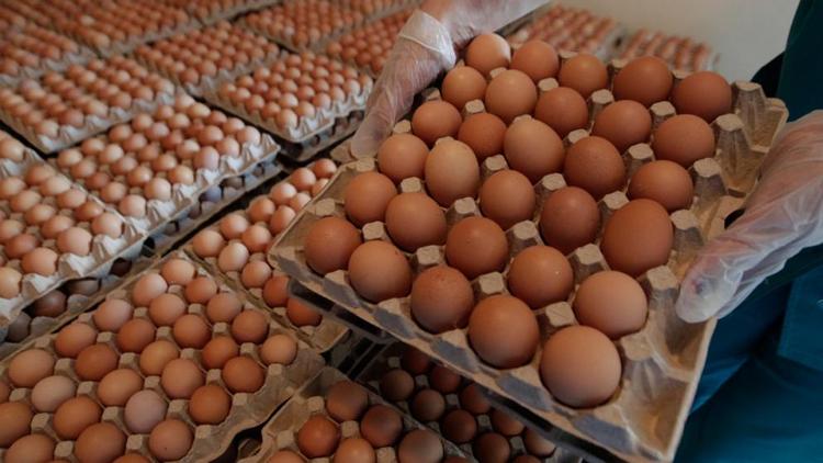 Благодарненский округ – лидер по производству яиц на Ставрополье