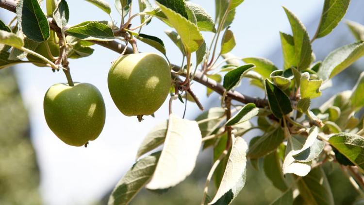 В Советском округе Ставрополья заложили суперинтенсивные яблоневые сады