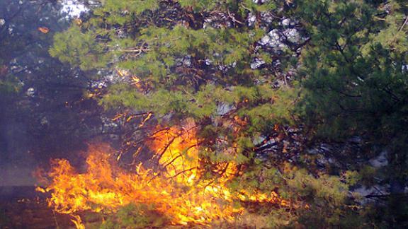 В лесу Кисловодска потушили пожар, бушевавший на площади 5,5 гектаров