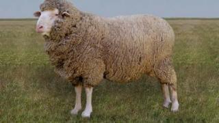Новую породу овец - российский мясной меринос вывели на Ставрополье