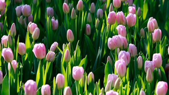 Ставрополь этой весной украсили сто тысяч тюльпанов