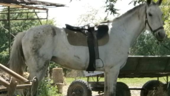 Лошади, работающие с больными детьми, пропали из клуба в Ессентуках