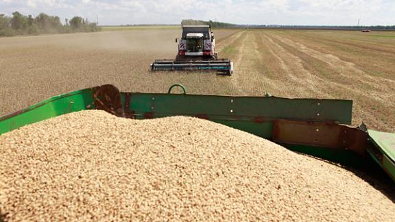 Более 200 тысяч тонн зерна собрали в Новоалександровском районе Ставрополья