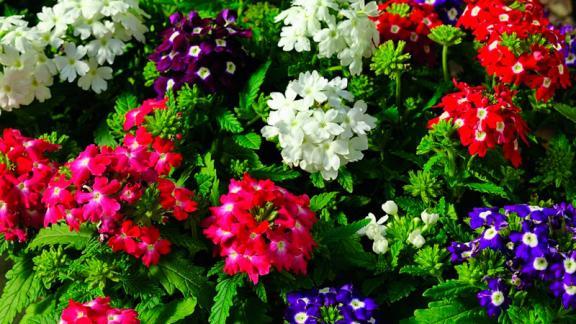 На выставку весенних цветов приглашают в музей-заповедник Ставрополя с 1 по 5 мая