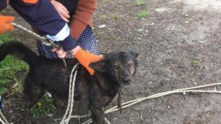 Собака провалилась в канализационный люк в селе Краснокумском
