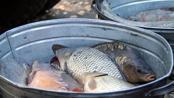 Специалисты проверили качество продаваемой на Ставрополье рыбы