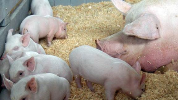 На Ставрополье обсудили перспективы развития свиноводства