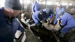 Компенсации потерь из-за чумы свиней на Ставрополье: кому дадут, когда и в каком размере?
