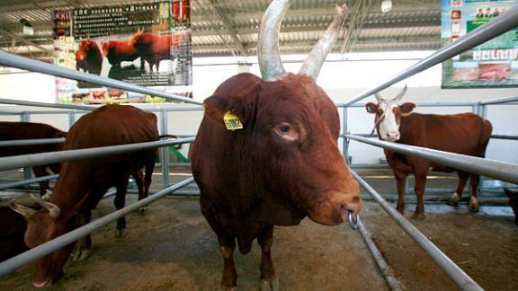 Проблемы мясного животноводства обсудили на совещании в СПК «Родина»