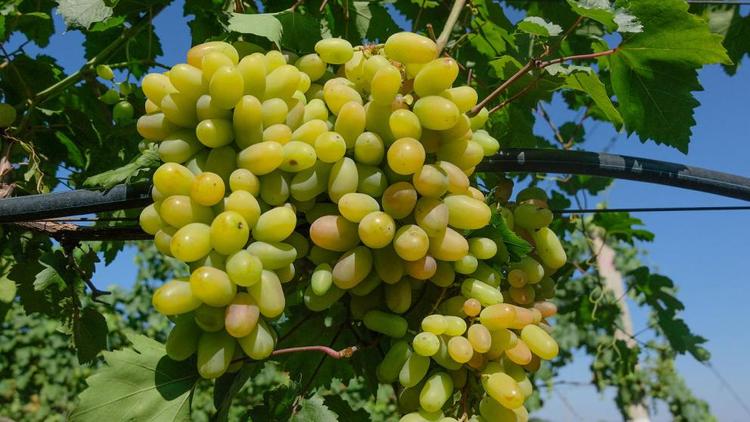Орошение позволяет бизнесу Ставрополья получить хороший урожай винограда