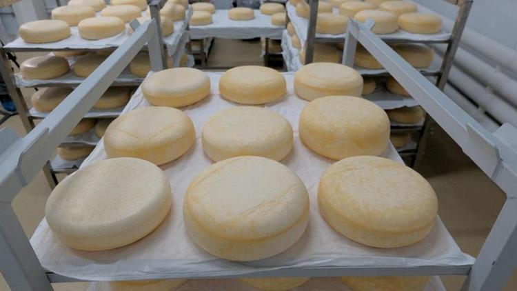 На Ставрополье производство сыров выросло на 8,4 процента