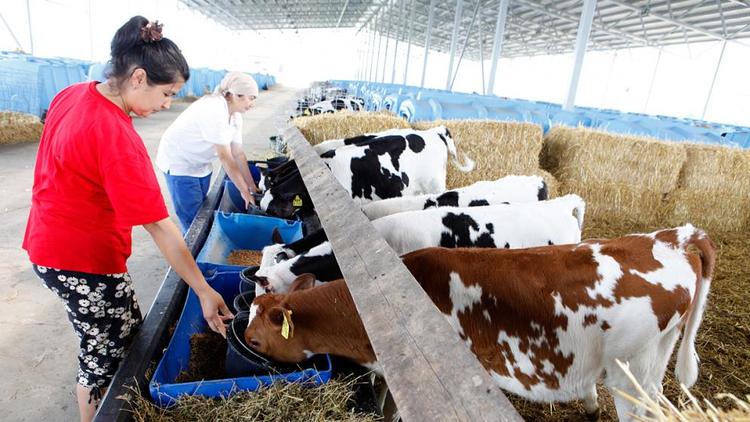 В Ставропольском крае почти 70 млн рублей выделено на поддержку молочных фермеров
