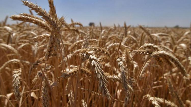 Почти 8 миллионов тонн зерна собрали хлеборобы Ставрополья