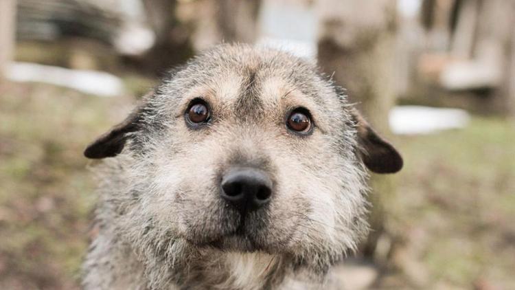 Жители Ставрополя помогли спасти приют для бездомных животных