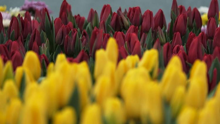 Почти 150 тысяч тюльпанов дополнительно высадят в Ессентуках