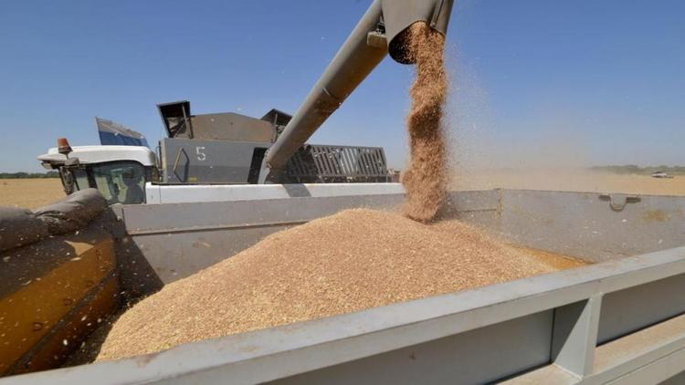 7,5 млн тонн зерновых – 83% площади – убрали на Ставрополье