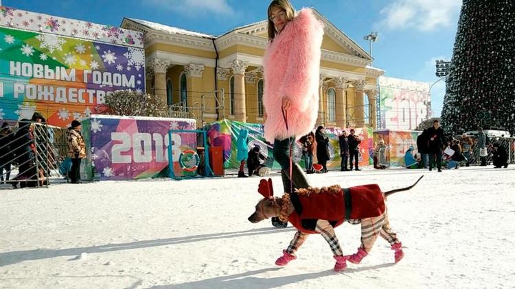 В краевом центре прошло шоу «Собака — друг ставропольца»