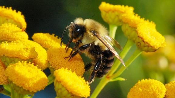 36,9 тысячи пчелосемей насчитывается на Ставрополье