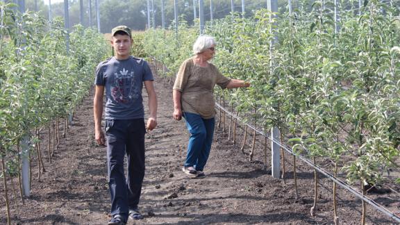 600 га новых садов будут заложены в 2018 году на Ставрополье