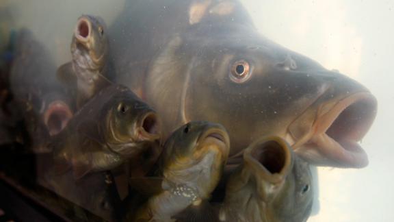 Специалисты выясняют причины массовой гибели рыбы в Новомарьевском лимане