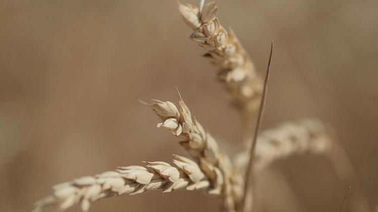 На Ставрополье улучшилось качество пшеницы
