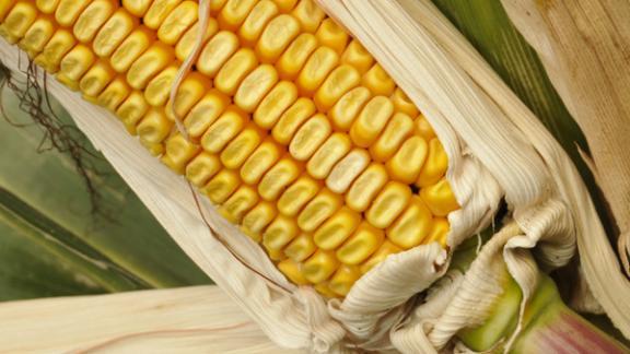 Валовой сбор кукурузы на Ставрополье составил около 850 тысяч тонн