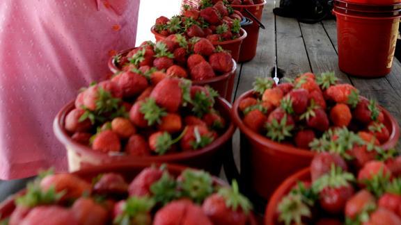 Изобилие фруктов и ягод ожидается на ярмарке «Выходного дня» в Ставрополе