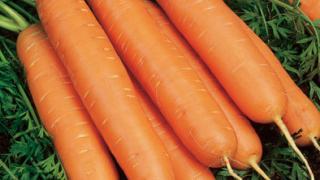 Морковь - королева овощей