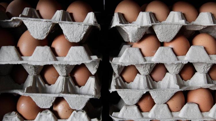 180 млн яиц в год планируют экспортировать из Ставрополья к 2024 году