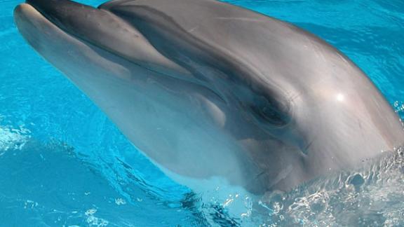 Дельфинов объявили вторыми по интеллекту созданиями после людей
