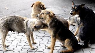 Бродячие собаки стали чаще нападать на ставропольчан