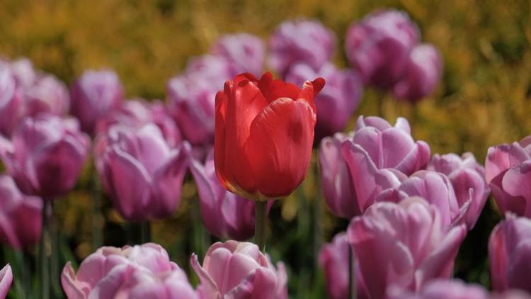 Ещё 20 тысяч тюльпанов посадят в Железноводске