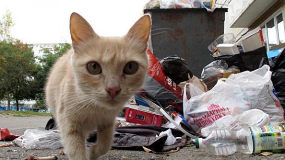 Договор на вывоз мусора для жителей Ставрополья станет обязательным