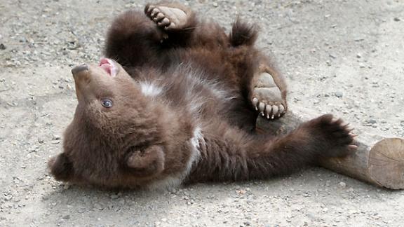 Медвежонок из ставропольского зоопарка вышел «в свет»